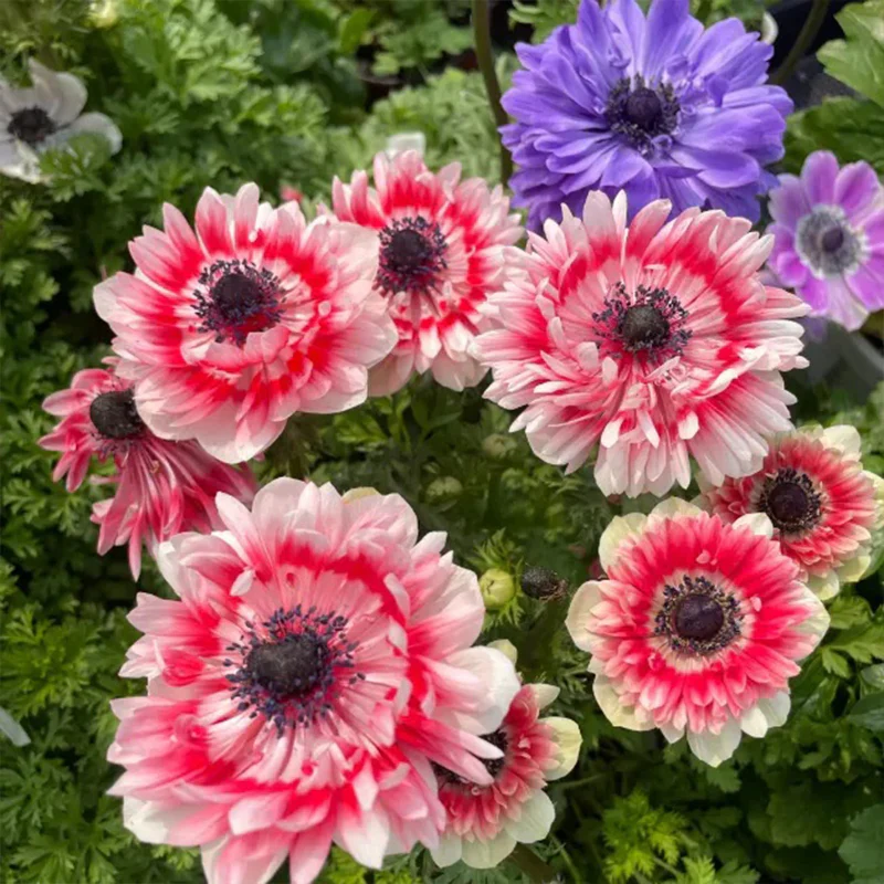 Double Anemone Seeds — Add Resilient Elegance to Your Garden! - Image 7