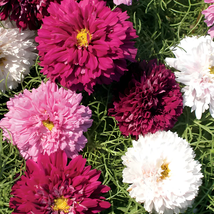 Double Click Mix Cosmos Flower Seeds - Image 2