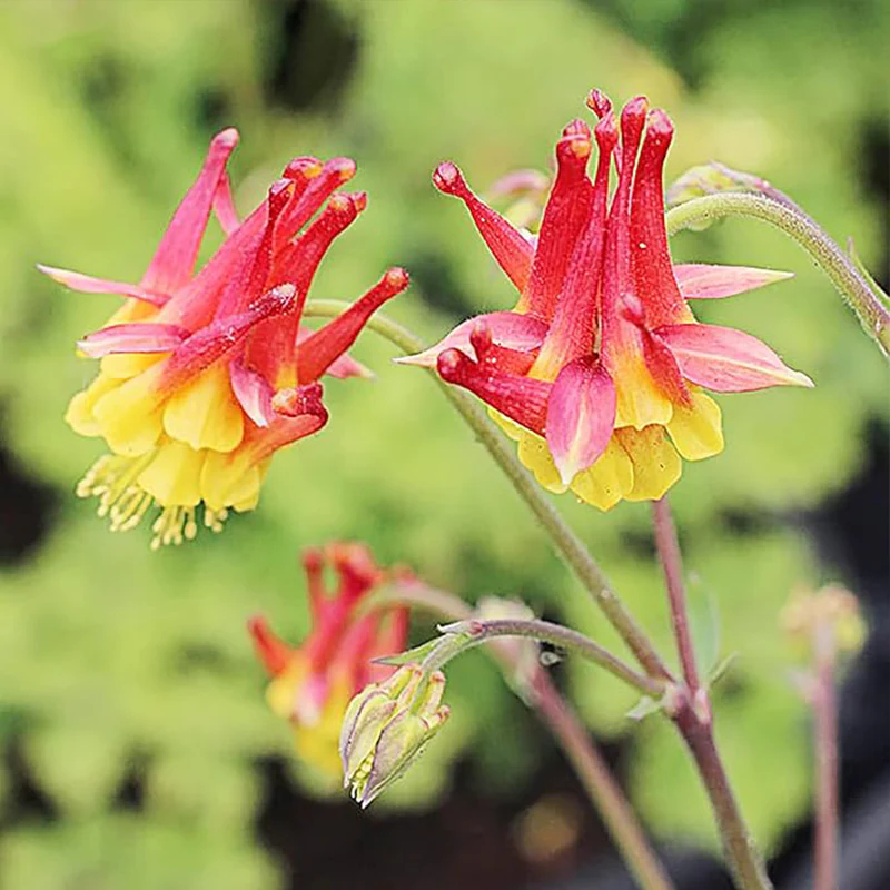 Double Orange Yellow Columbine Seeds Perennial Low Maintenance - Image 3