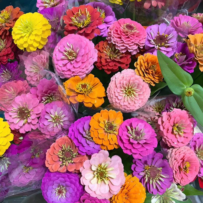 Double Zinnia Mixed Color Seeds - Image 2