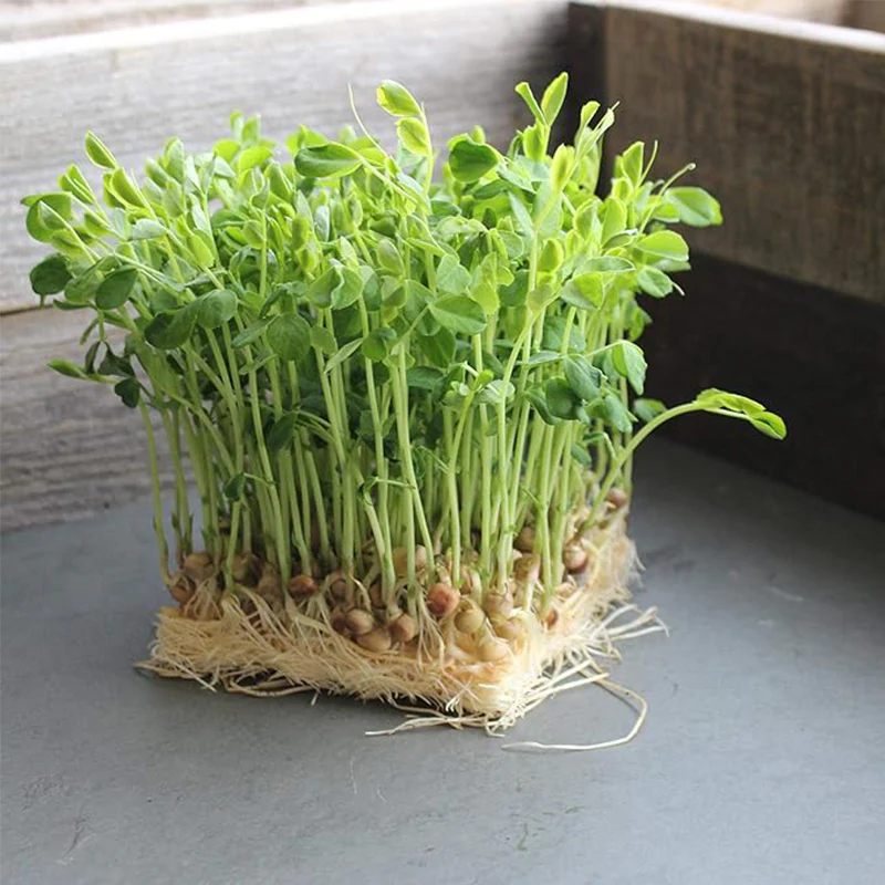 Dun Pea Seeds: Peas Sprouting Seeds for Vegetable Gardening, Cover Crop, Microgreen Pea Shoots - Image 2