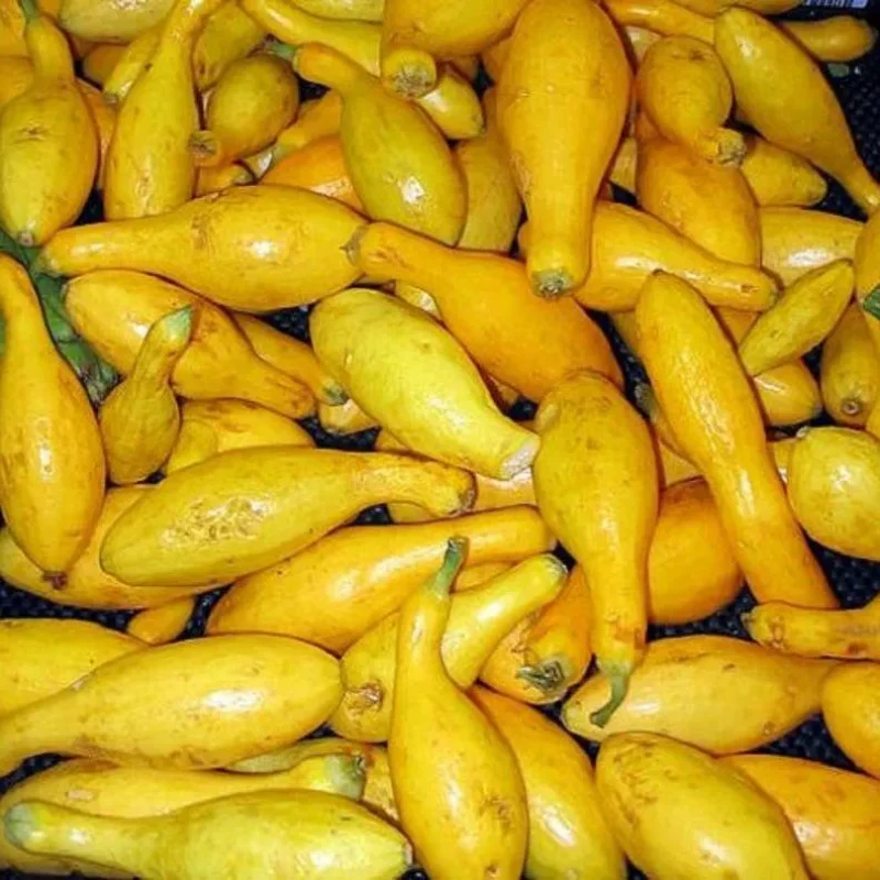 Early Prolific Straightneck Squash Yellow Summer Bush Heirloom Seeds - Image 5