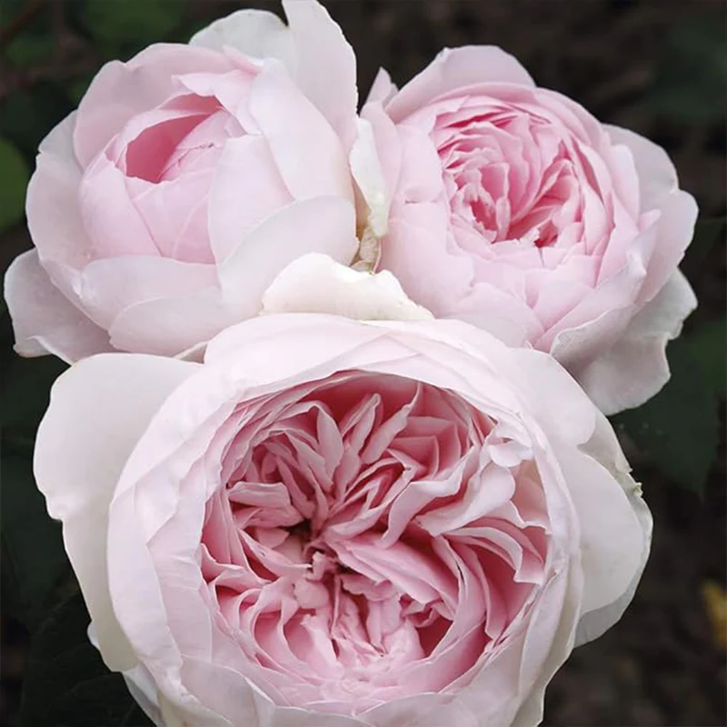 Earth Angel Pink Floribunda Rose Bush, Cupped Peony Shaped Blooms - Image 6