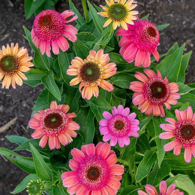 Echinacea, Double Dipped Rainbow Sherbet - Image 2
