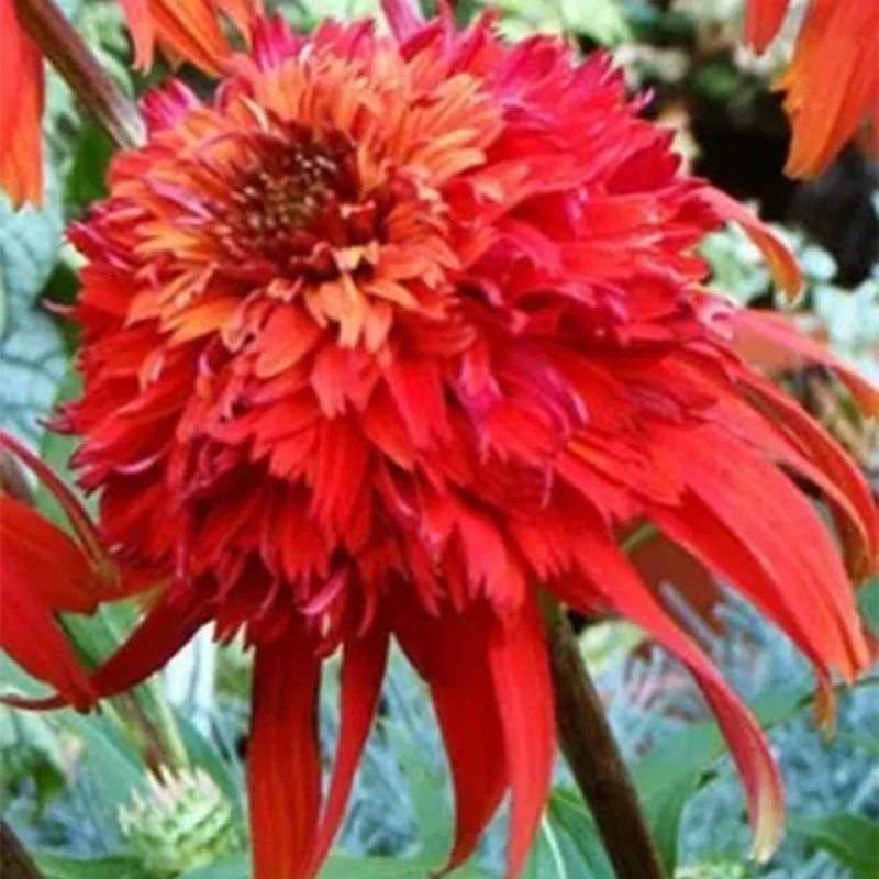 Echinacea ‘Hot Papaya’ Flower Rare Heirloom Fire Red Coneflower - Image 2