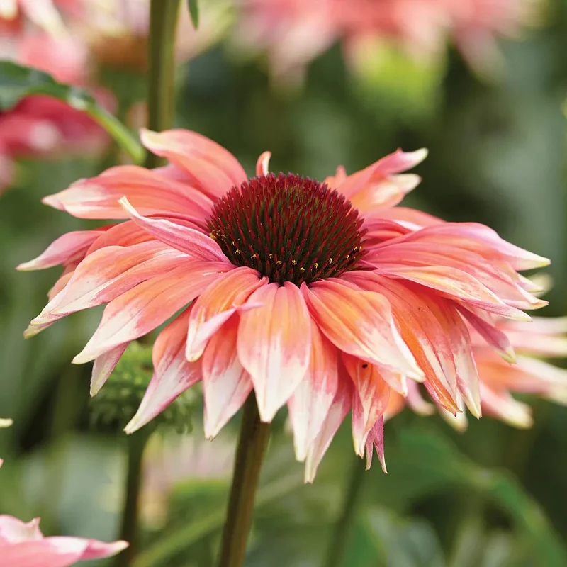 Echinacea, Playful Meadow Mama - Image 2