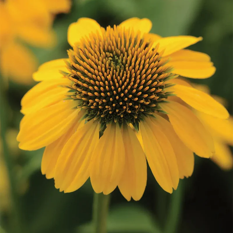 Echinacea, Sombrero Lemon Yellow - Image 2
