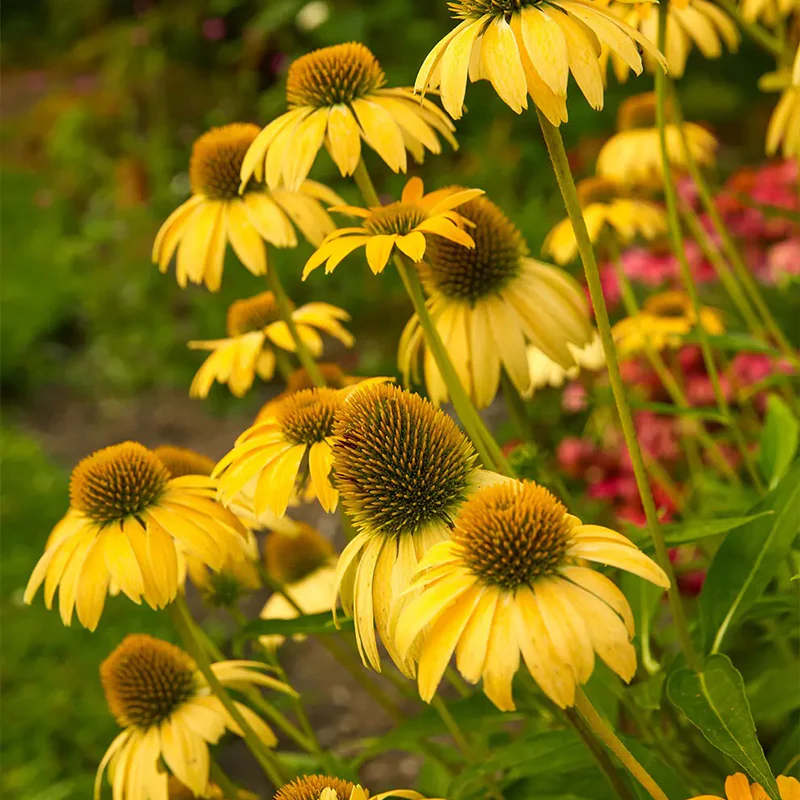 Echinacea, Sombrero Lemon Yellow - Image 3
