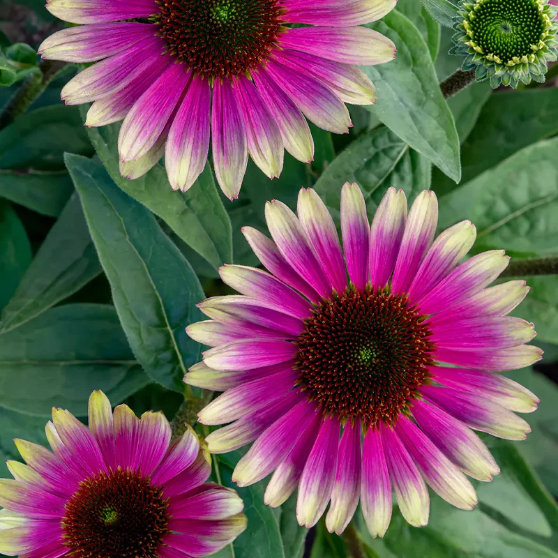 Echinacea, Sweet Sandia - Image 2