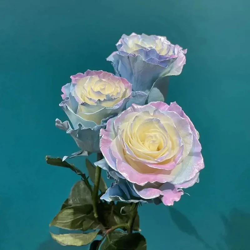 Ecuadorian Rose - Fairy Tale Seeds - Image 3