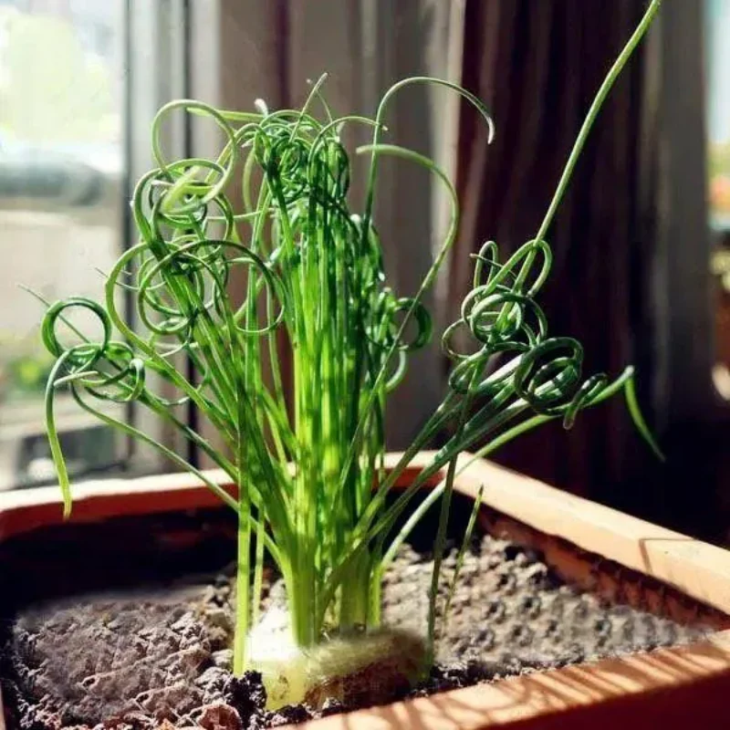 Egrow Sprial Grass Seeds Green Succulents Plants Garden DIY Bonsai Potted Flower Seeds - Image 6