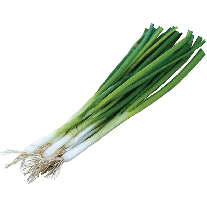 Evergreen Long White Bunching Onion Seeds