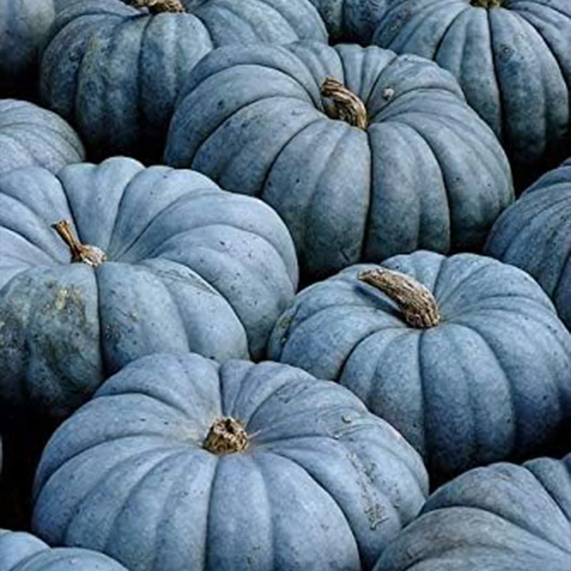 Exotic Blue Pumpkin Seeds Blue Pumpkin Seeds - Image 2