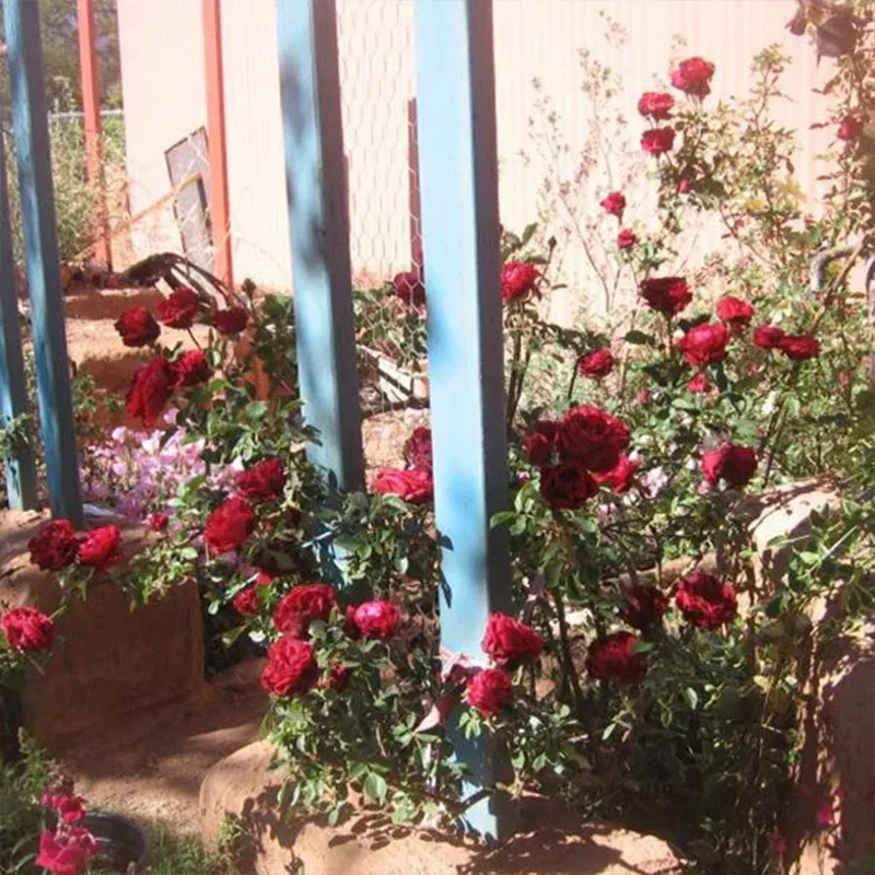 Explosion Climbing Rose Garden Seeds - Image 2