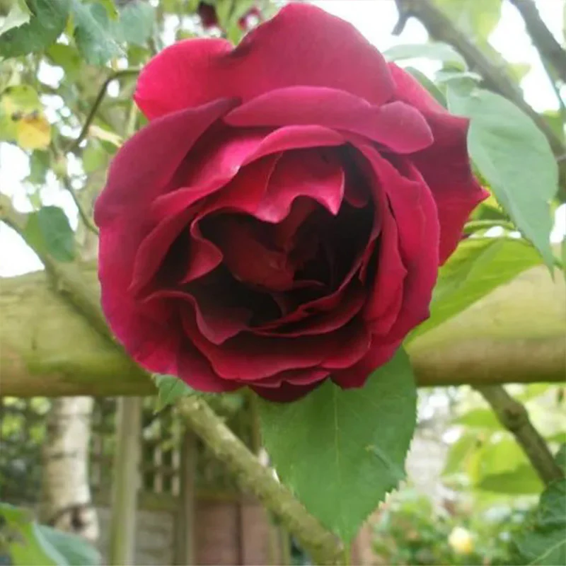 Explosion Climbing Rose Garden Seeds - Image 6