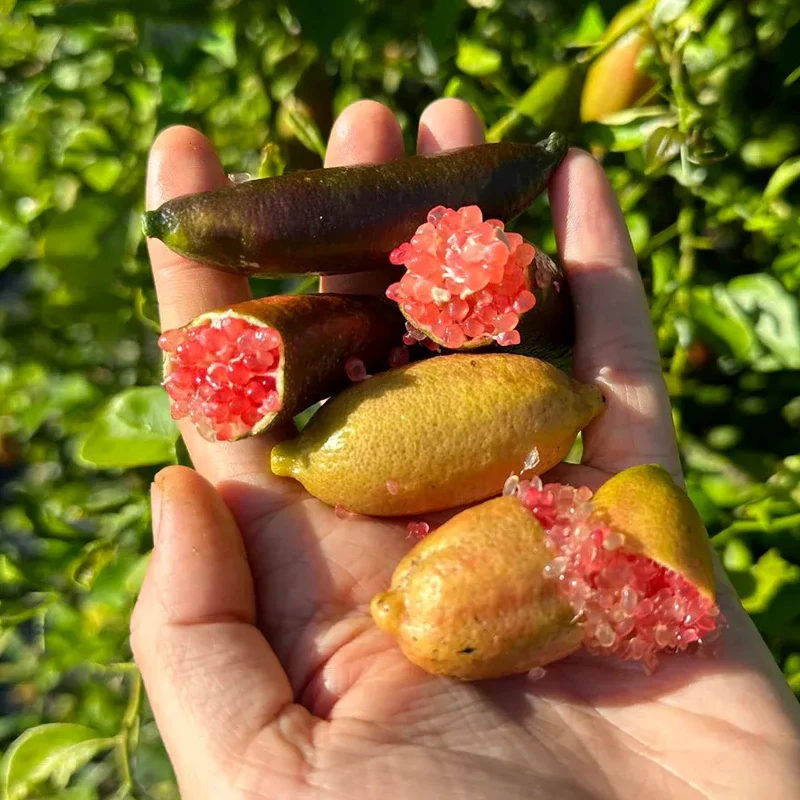 Finger Lime Seeds-Citrus Australasica - Image 2
