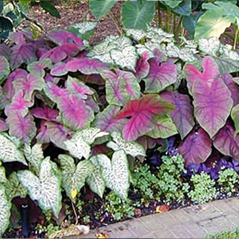 Florida Sweetheart Caladium Pink Strap Large Root Stunning Pink Foliage - Image 4
