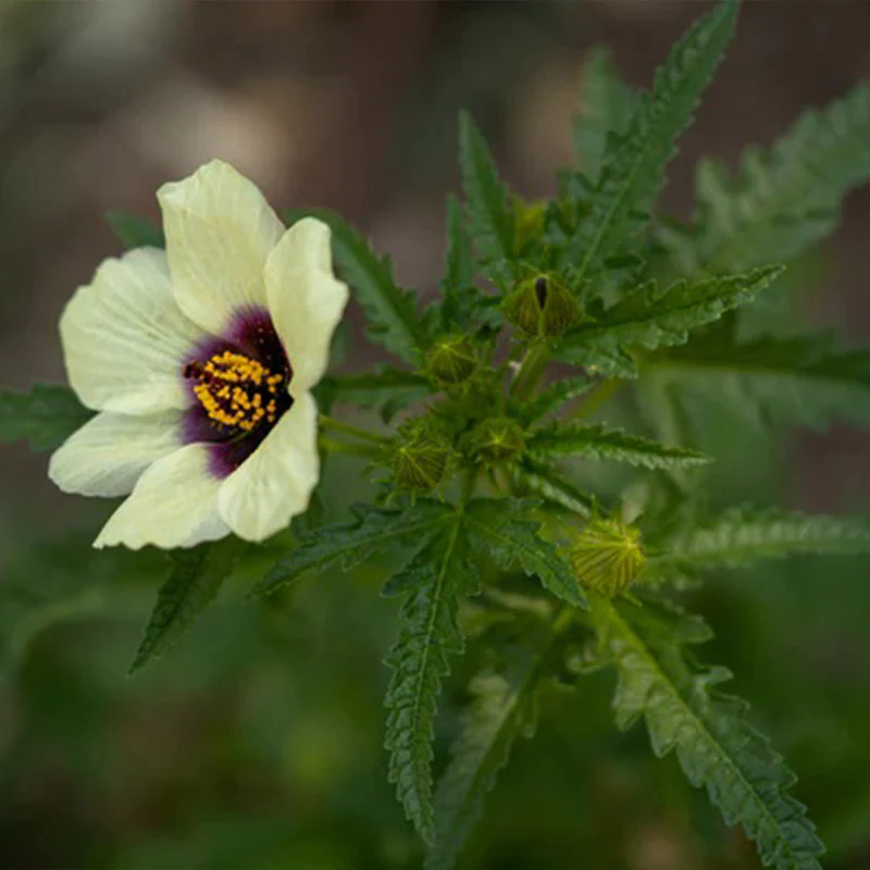 Flower of an Hour (Hibiscus trionum) - Image 3