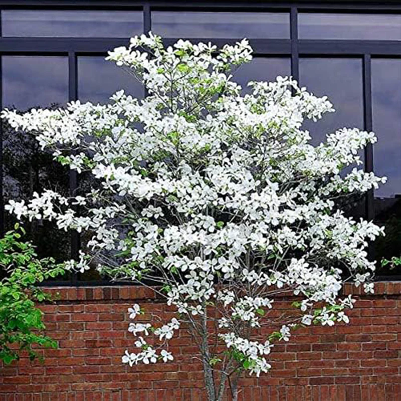 Flowering Dogwood Tree Seeds Beautiful Flowering Tree Seeds for Planting - Image 2