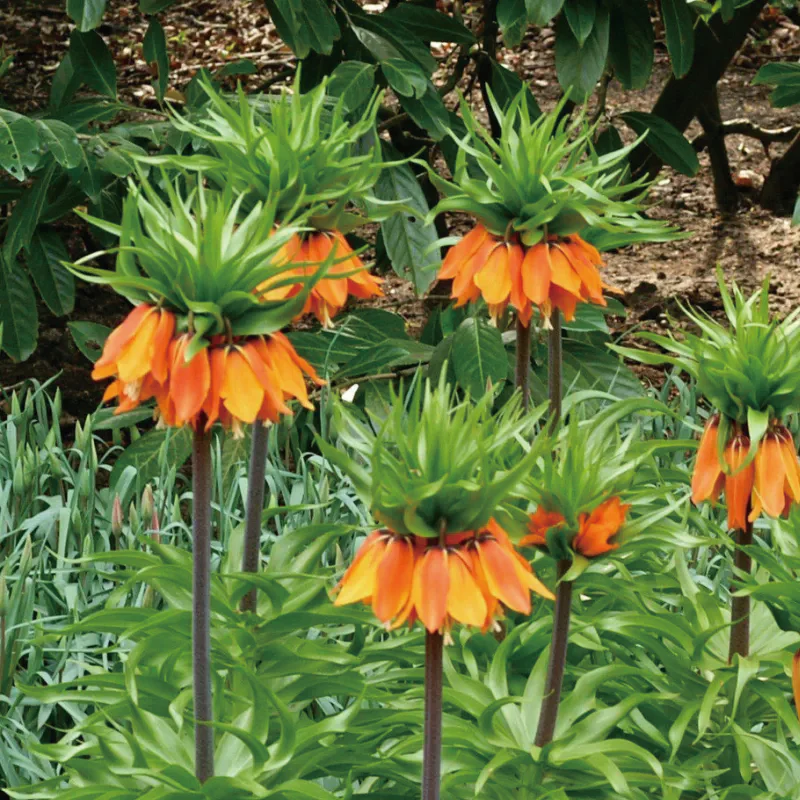 Fritillaria Crown Imperial Aurora - Image 5