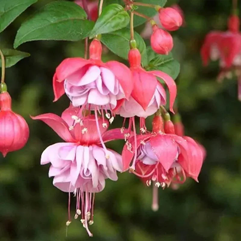Fuchsia Hybrida Voss Seeds The fairy flower - Image 16