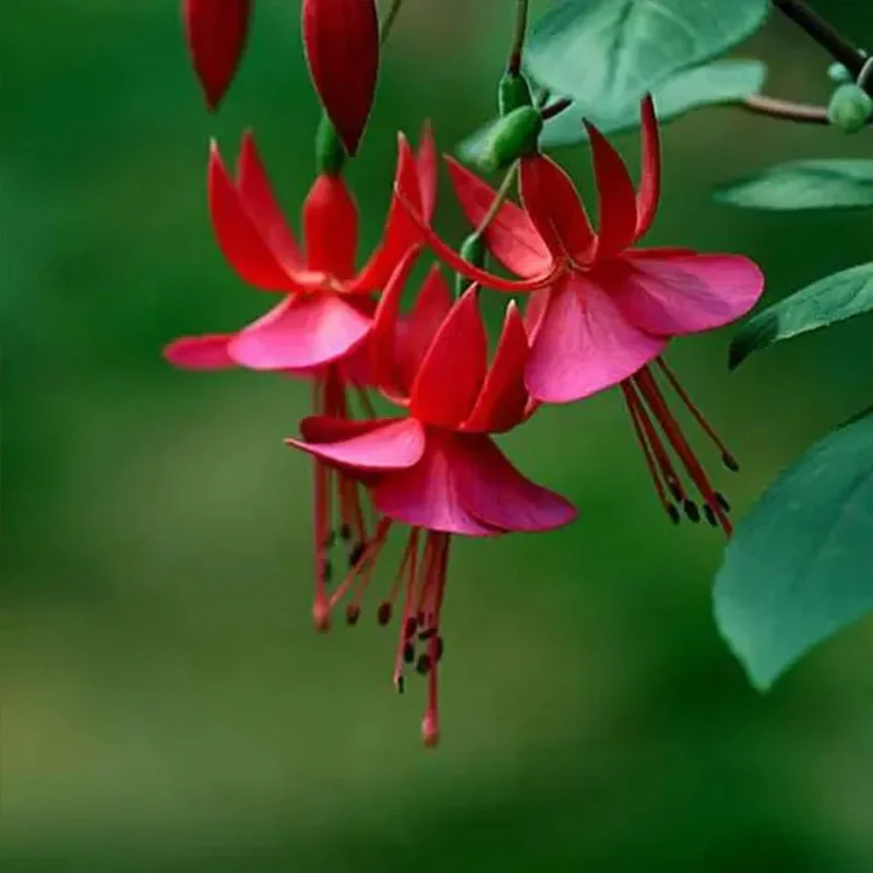 Fuchsia Hybrida Voss Seeds The fairy flower - Image 17