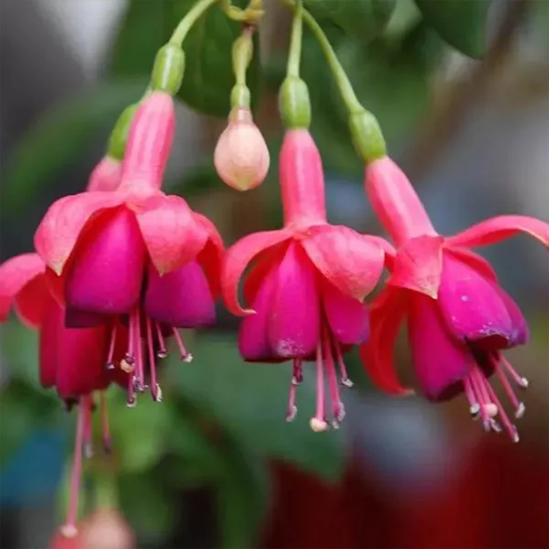 Fuchsia Hybrida Voss Seeds The fairy flower - Image 6
