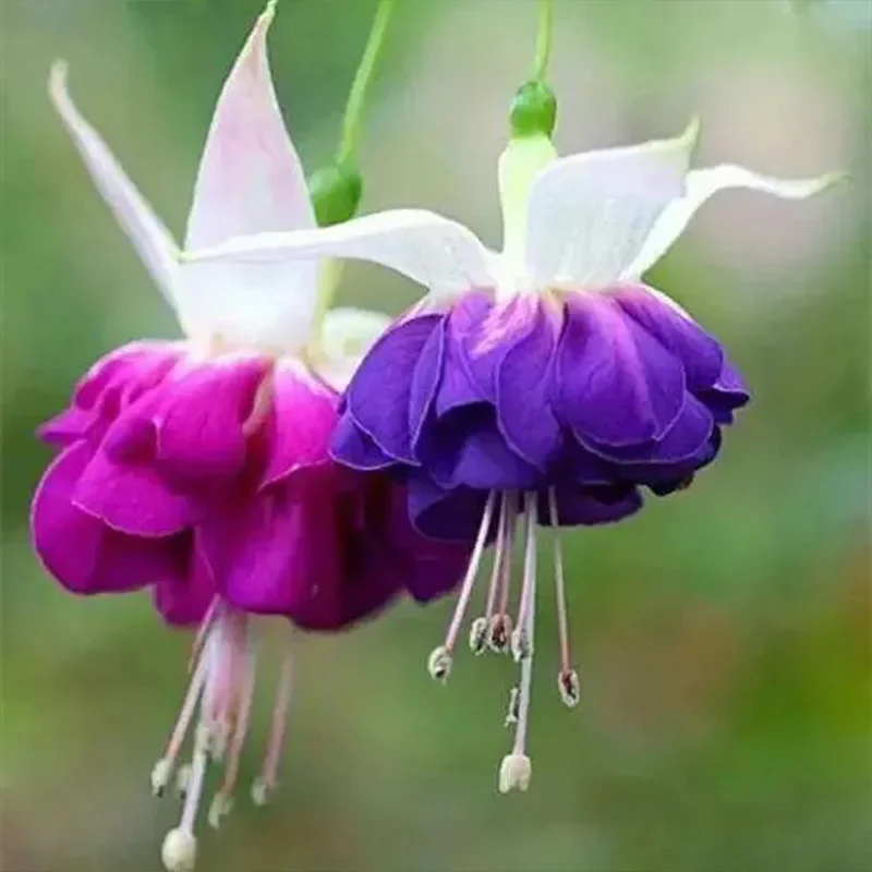Fuchsia Hybrida Voss Seeds The fairy flower - Image 7