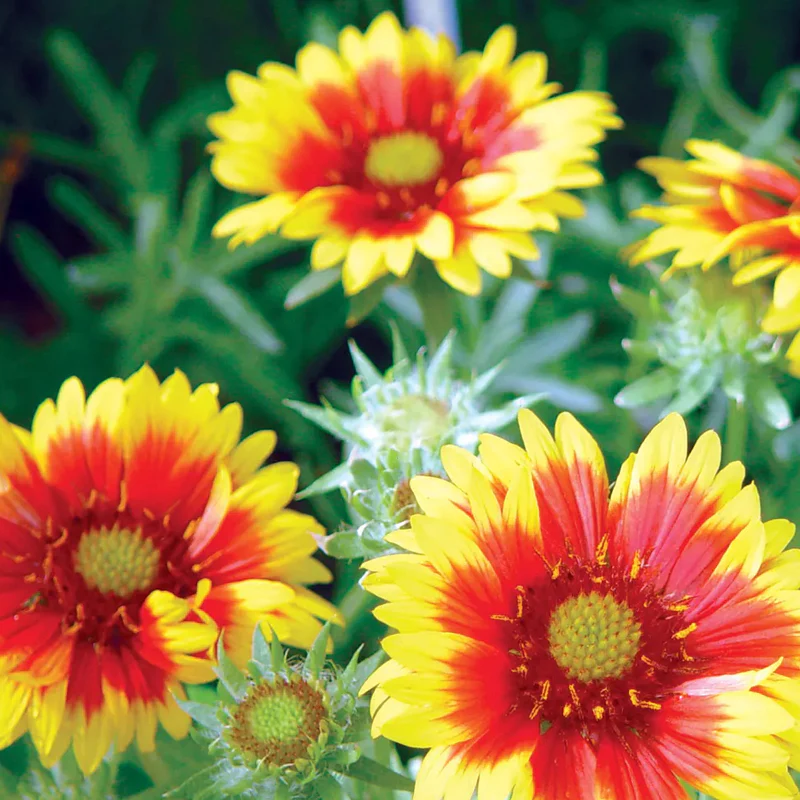 Gaillardia, Arizona Sun - Image 3