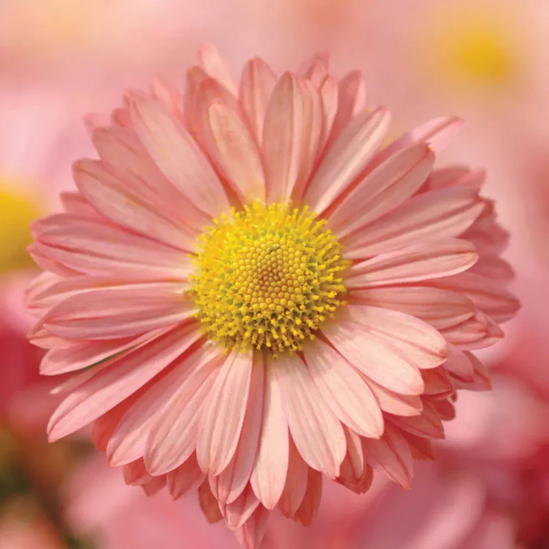 Garden Mum, Mammoth Daisy Coral - Image 2
