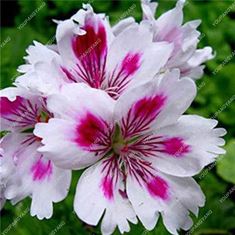 Geranium Flower Seeds for Planting Violet - Image 4