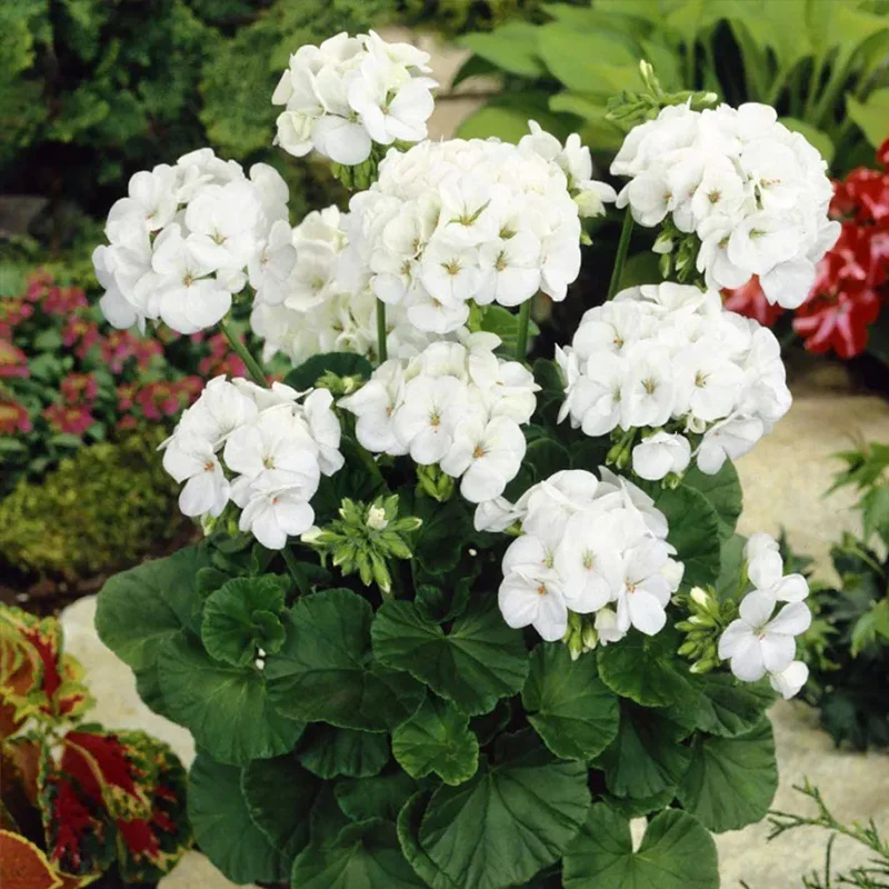 Geranium Pinto Premium White F1 Seed - Image 2