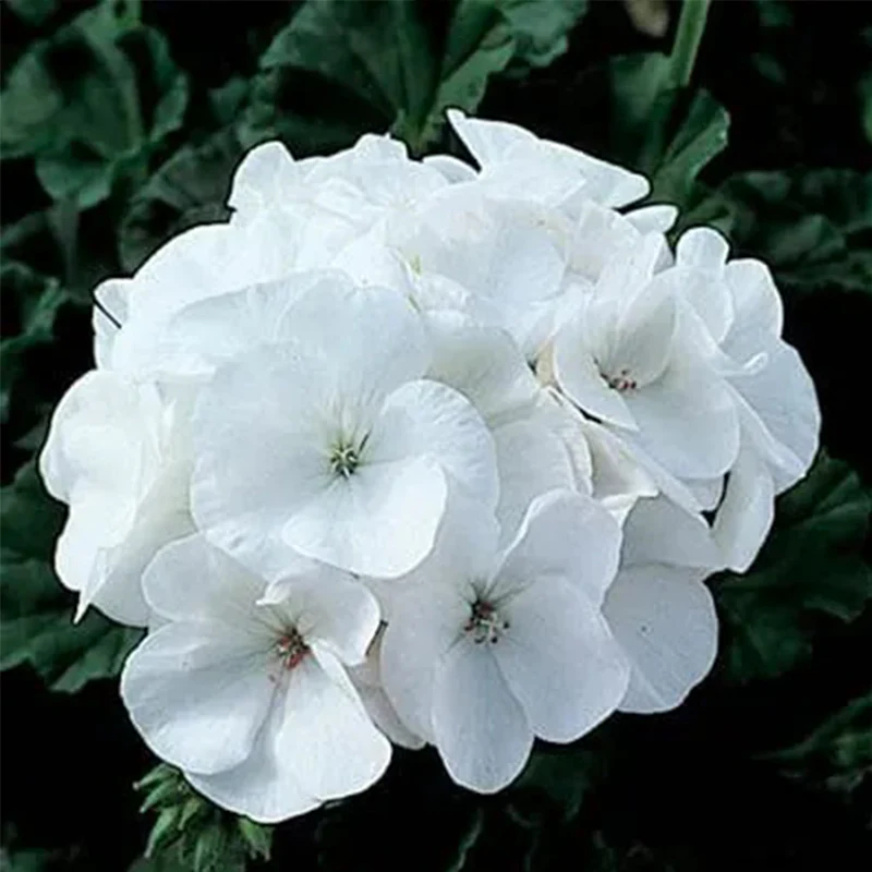 Geranium Pinto Premium White F1 Seed - Image 3