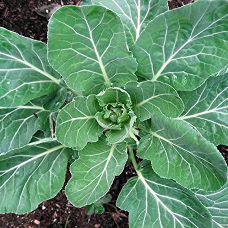 Giant Collard Georgia Southern Seeds Herb Collards - Image 2