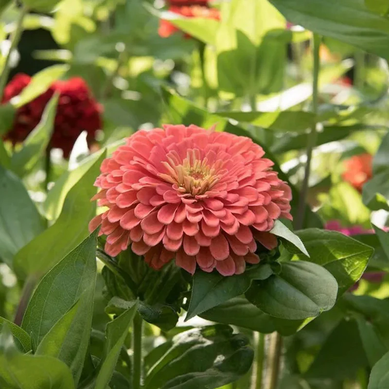 Giant Salmon Rose Zinnias Seeds - Image 3
