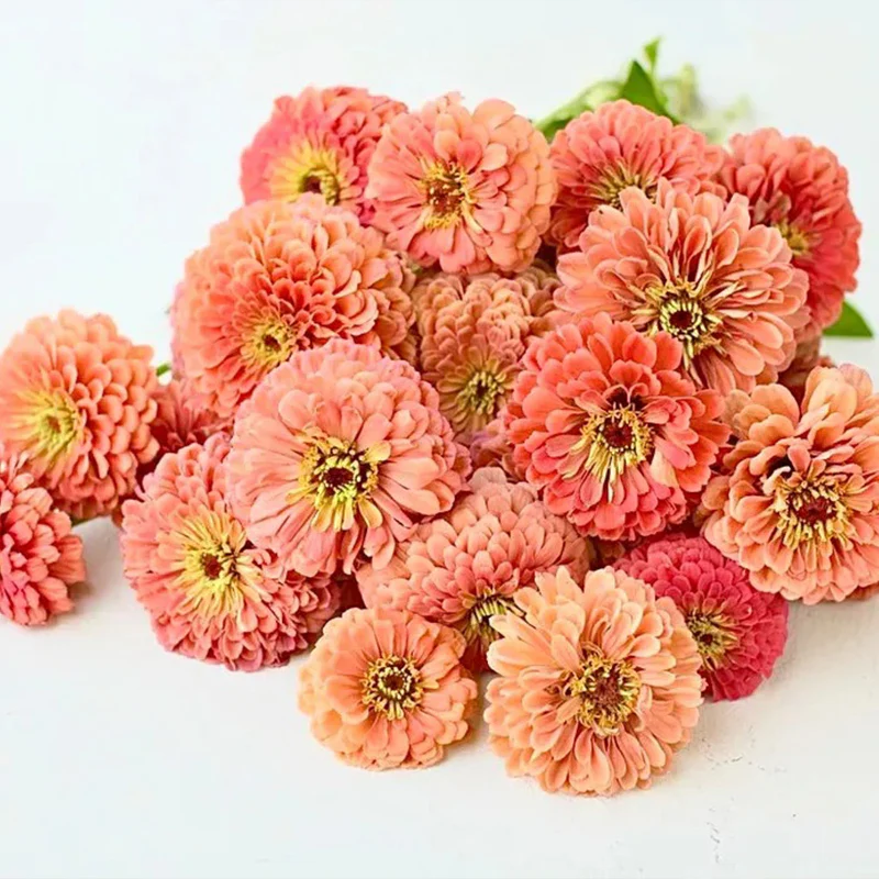 Giant Salmon Rose Zinnias Seeds - Image 4