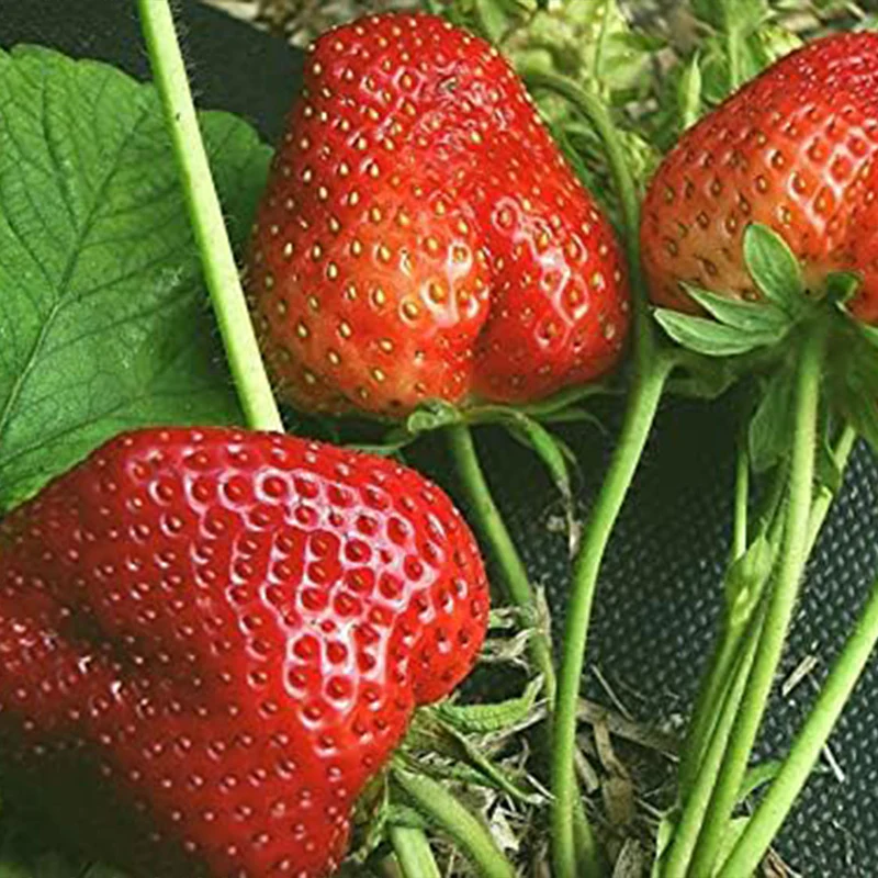 Giant Strawberry Fresca Everbearing Berries Indoor Non GMO Fruit Seeds - Image 3