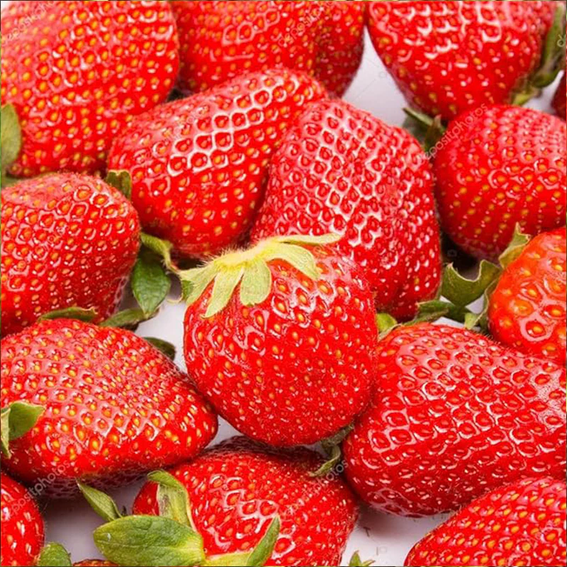 Giant Strawberry Fresca Everbearing Berries Indoor Non GMO Fruit Seeds - Image 4