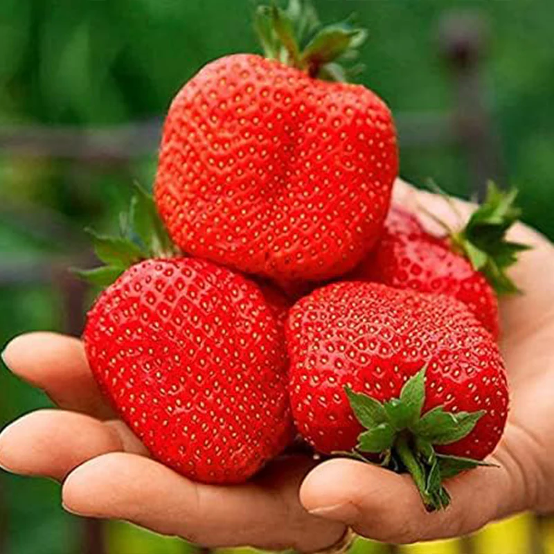 Giant Strawberry Fresca Everbearing Berries Indoor Non GMO Fruit Seeds - Image 5