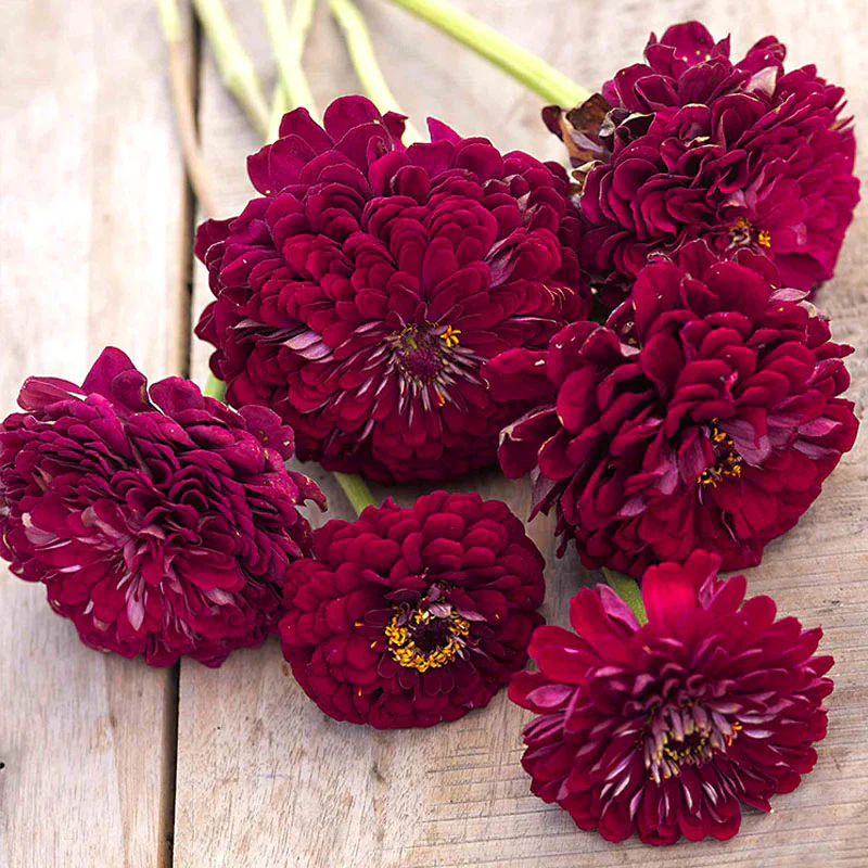 Giant Wine Zinnia Seeds by Haiyi's - Image 3