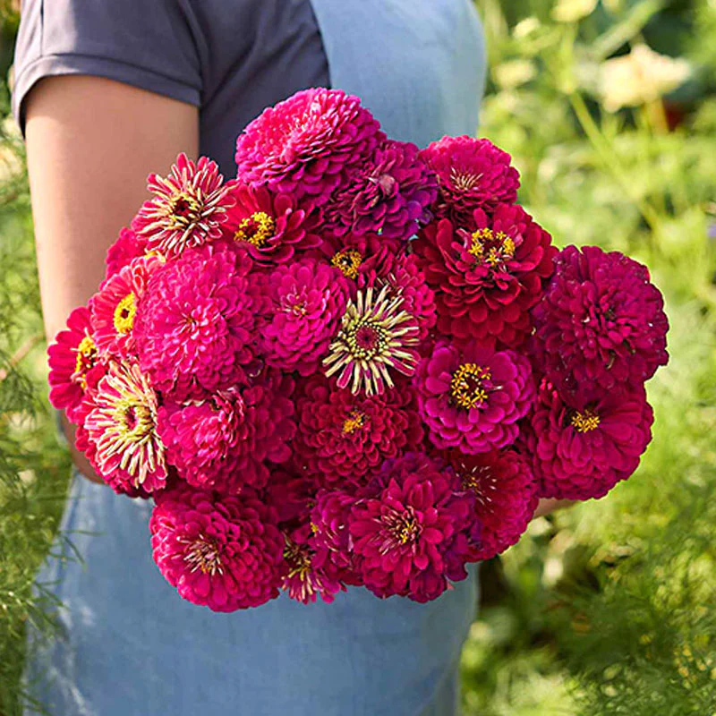 Giant Wine Zinnia Seeds by Haiyi's - Image 4
