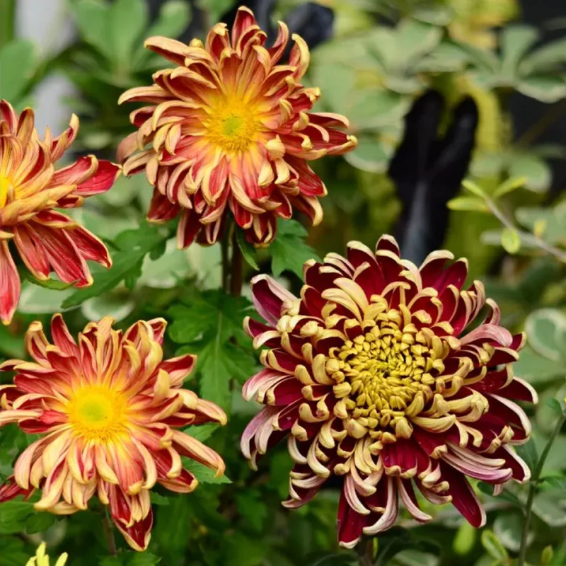 Golden-Backed Scarlet Chrysanthemum - Image 4