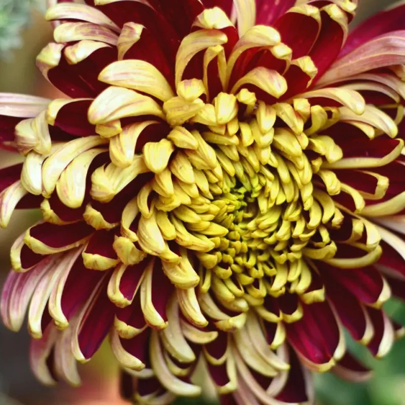 Golden-Backed Scarlet Chrysanthemum - Image 5