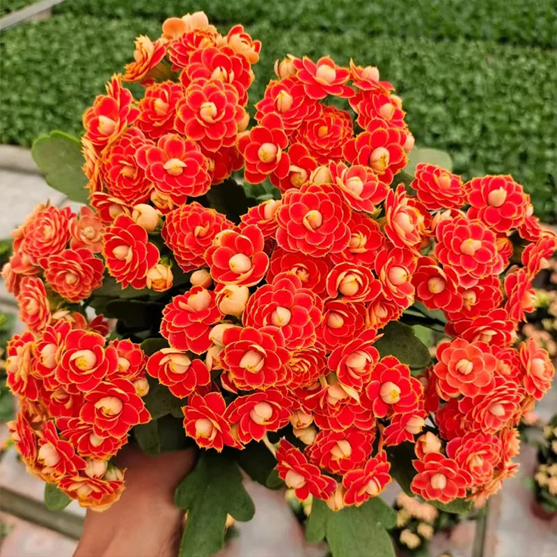 Golden Fox Longevity Flower Seeds - Image 12