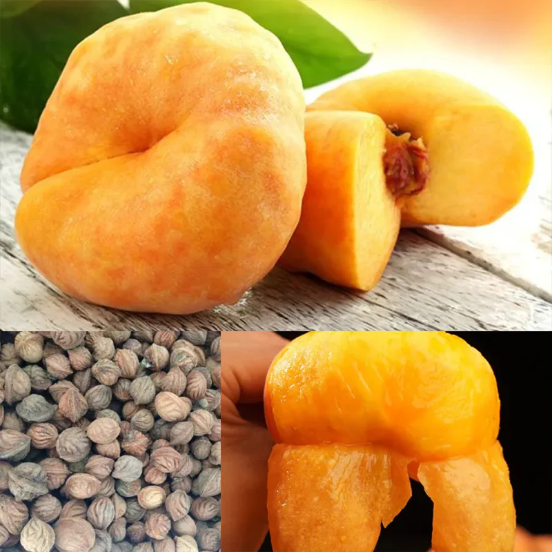 Golden Legend - Golden Peach Seeds - Image 3