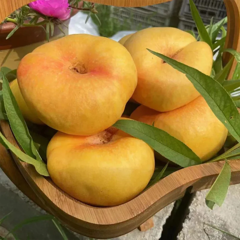 Golden Legend - Golden Peach Seeds - Image 5