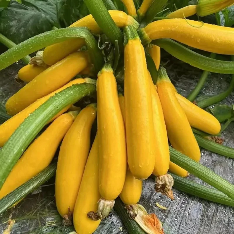 Golden Zucchini Seeds - Image 2