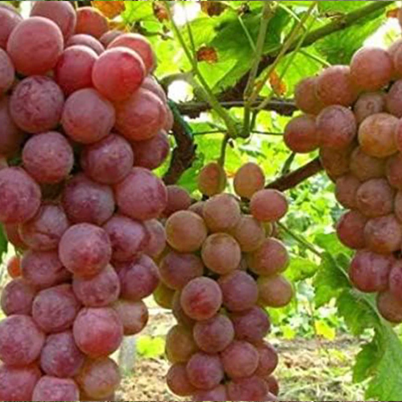 Grape Seeds Vine Fruit Seed Fruit Plant Home Garden Non-GMO - Image 4