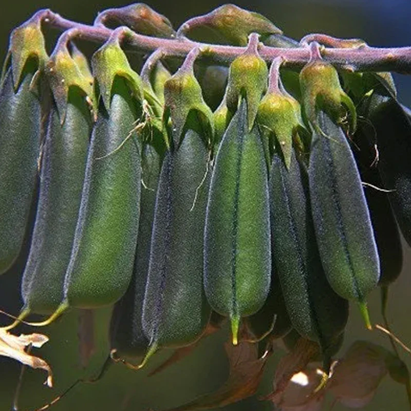 Green Birdflower - Image 4