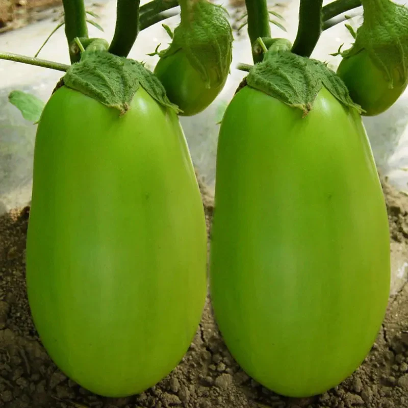 Green Can Eggplant Seeds - Image 5